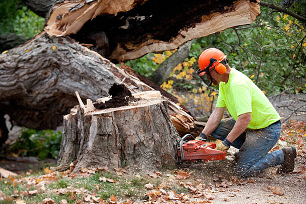 Best Storm Damage Tree Cleanup  in Williston, SC